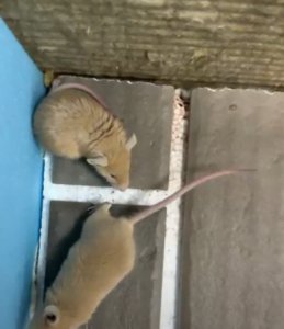Який утеплювач не гризуть миші у клітці з трьох утеплювачів?